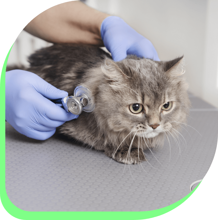 آزمایش پزشکی حیوانات در منزل