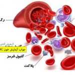 جواب آزمایش خون WBC