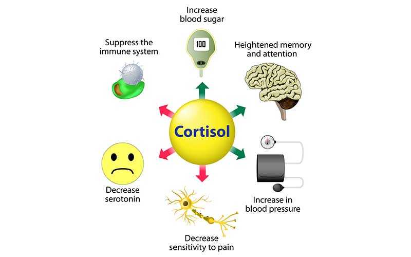 عملکرد هورمون کورتیزول